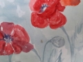 Red-poppies1