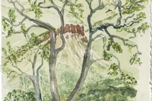 pompadour-thru-trees_1