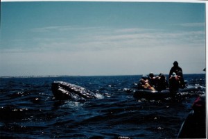 Whale surfacing