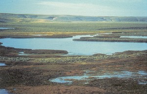 Malheur marshes