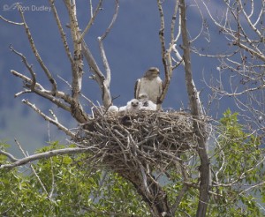 ferr hawk nest-