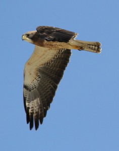 Judy DavisSwainson's Hawk1 031916