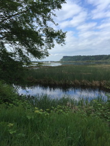 Whidbey marsh