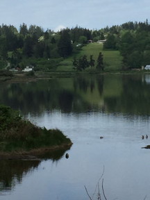 Whidbey marsh2