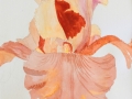 Iris4